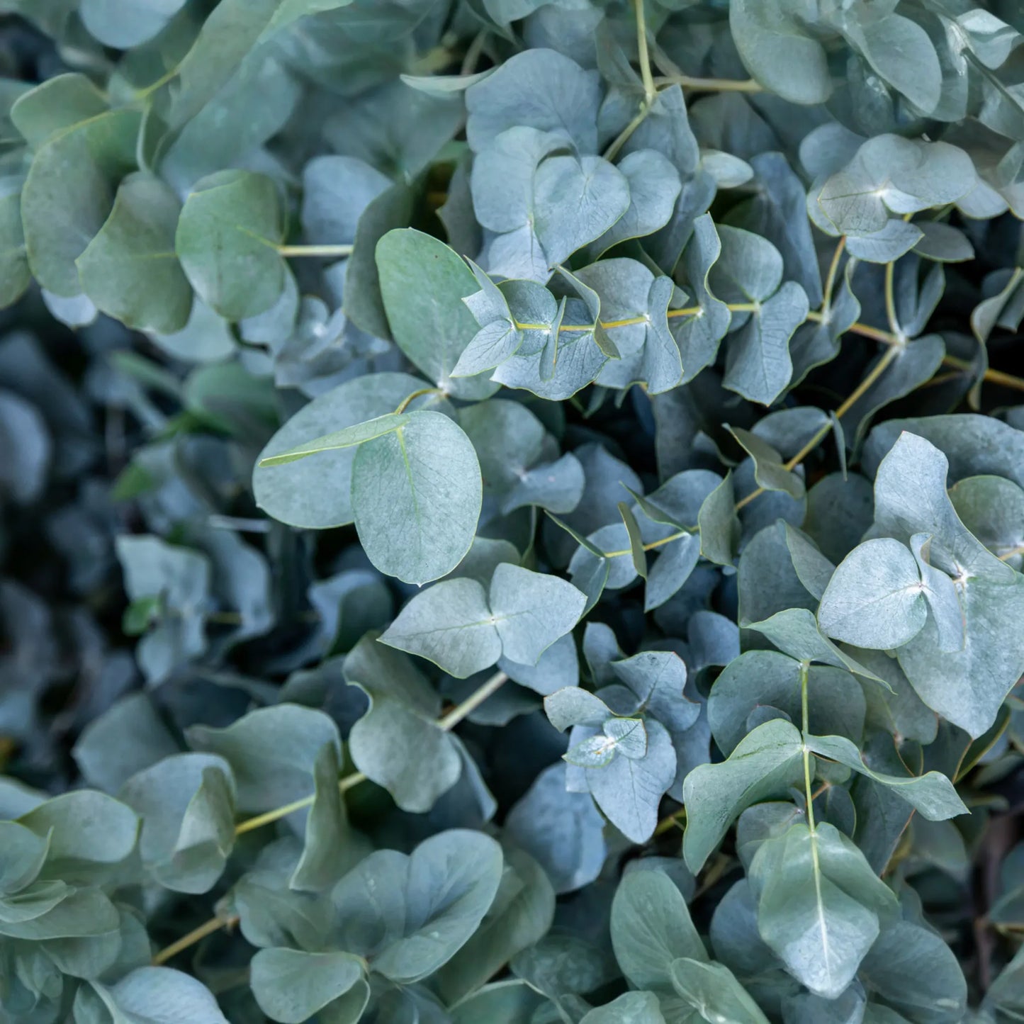 Eucalyptus Baby Blue Starter Plant | Live Rooted Plug | Compact Silver Dollar Variety | Aromatic Foliage & Creamy Blooms
