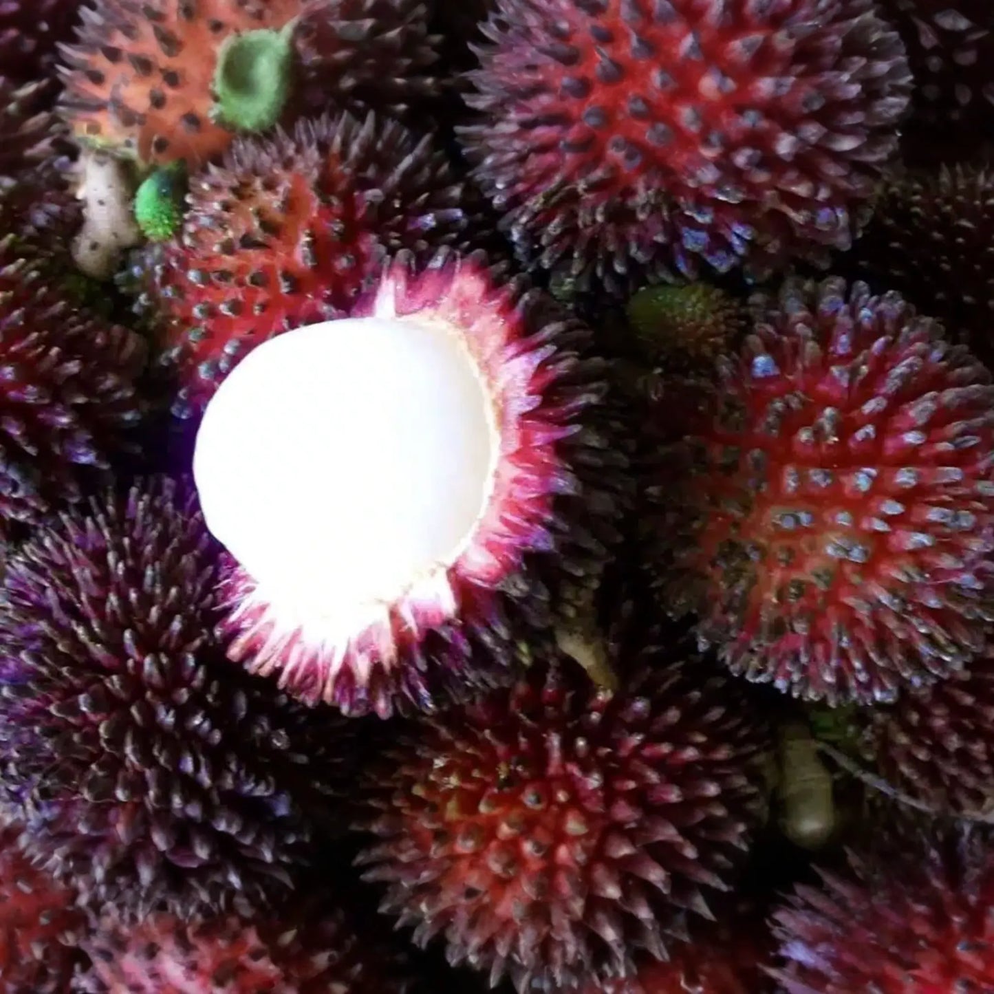 Grafted Pulasan Tree Exotic Tropical Fruit Tree 24"-36" | Nephelium Ramboutan-Ake Starter Plant | Sweet, Juicy Fruit | Fast Fruiting