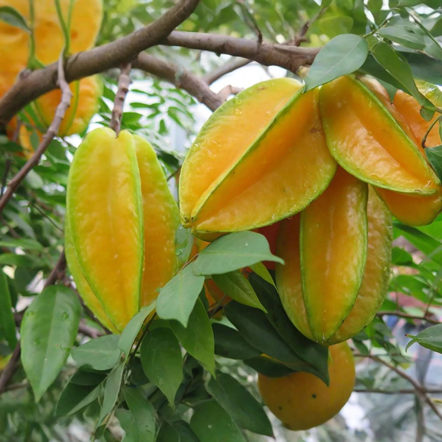 Grafted Star Fruit Tree Live Fruit Tree 24"-36" | Tropical Averrhoa carambola | Star-Shaped Fruit, Fast Growing, Easy Care