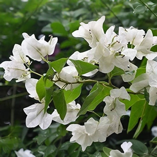 1 White Trinitaria Bougainvillea Live Plant 1’-2’ | Tropical Climbing Flowering Vine | Stunning White Bracts, Low Maintenance