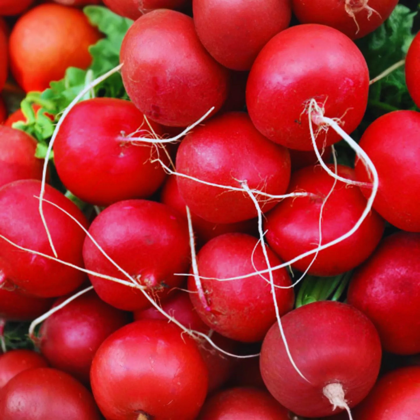 Radish Seeds | Non-GMO Vegetable Garden Seeds | Fast-Growing, Crisp Varieties | Raphanus sativus