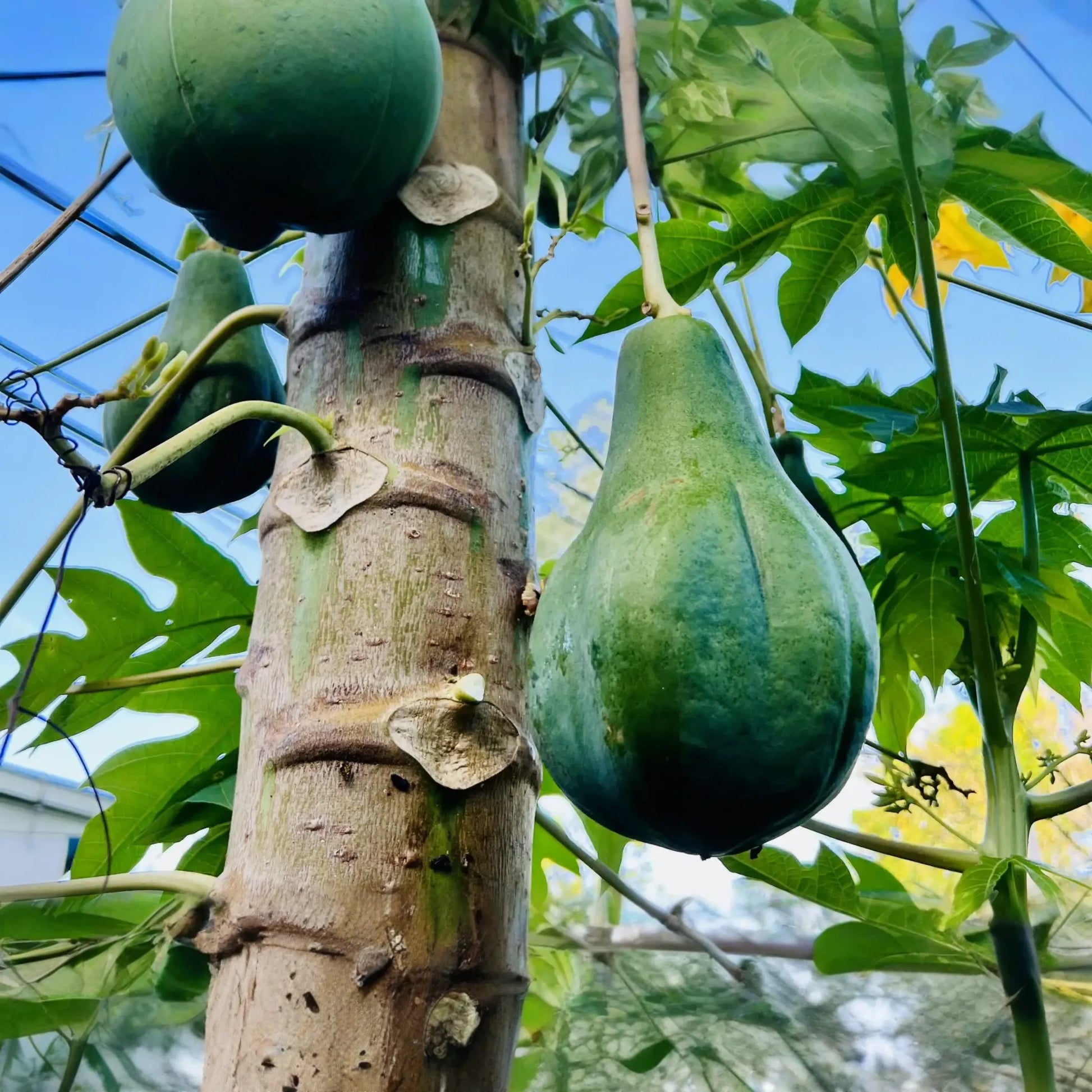 1 Hanging Papaya Tree (Carica papaya) Live Tropical Fruit Plant 1’-2’ | Sweet, Refreshing Papayas | Easy to Grow Starter Plant