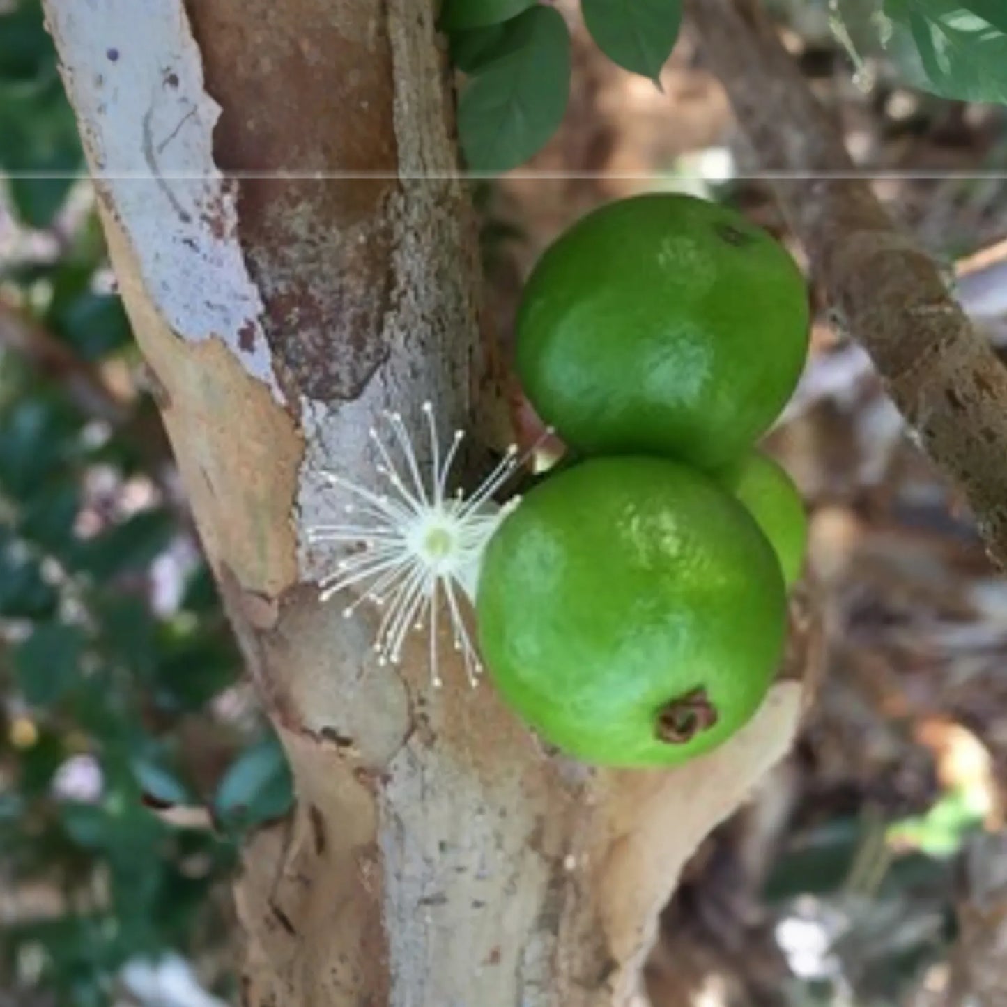 White Jaboticaba Starter Plant (Plinia cauliflora) Unique Tropical Fruit Tree Live Plant 8"-15" | Sweet & Exotic Garden Addition