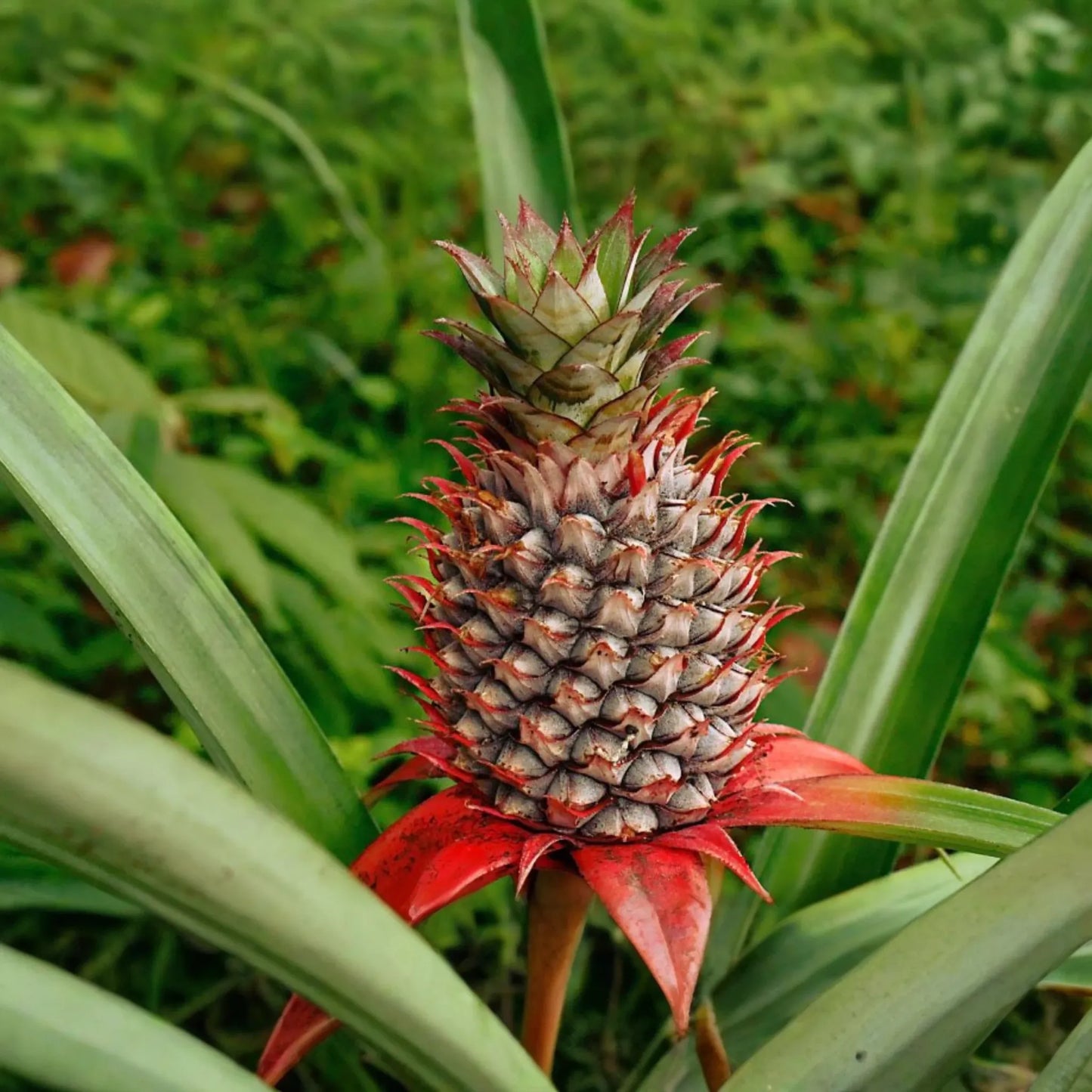 Pineapple Starter Plant (Ananas comosus) Sweet Tropical Fruit Live Plant 12"-24" | Easy Care & Juicy Homegrown Fruit