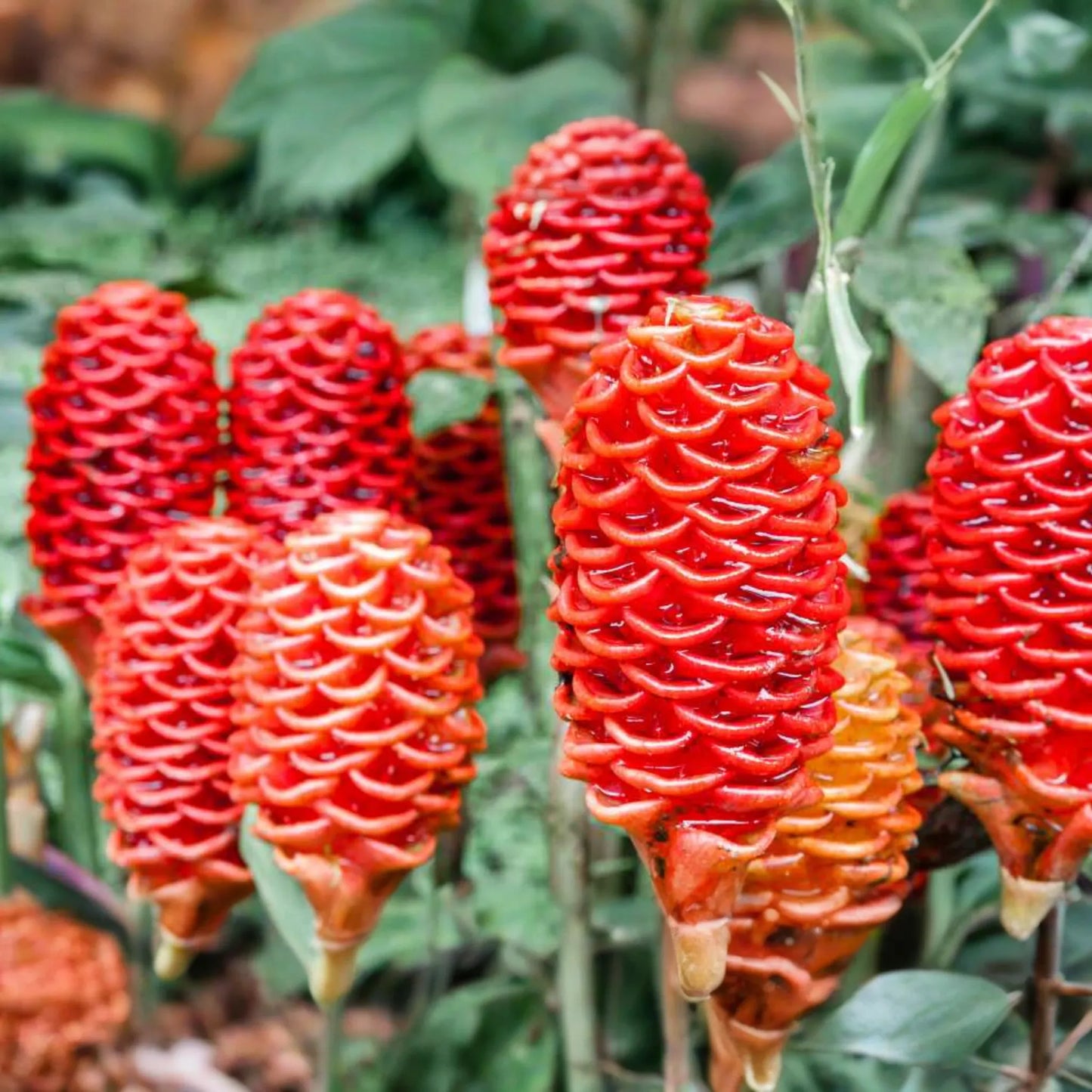 Pinecone Ginger Plant (Zingiber zerumbet) Tropical Ornamental Live Starter | Vibrant Cone-Shaped Flowers & Glossy Foliage