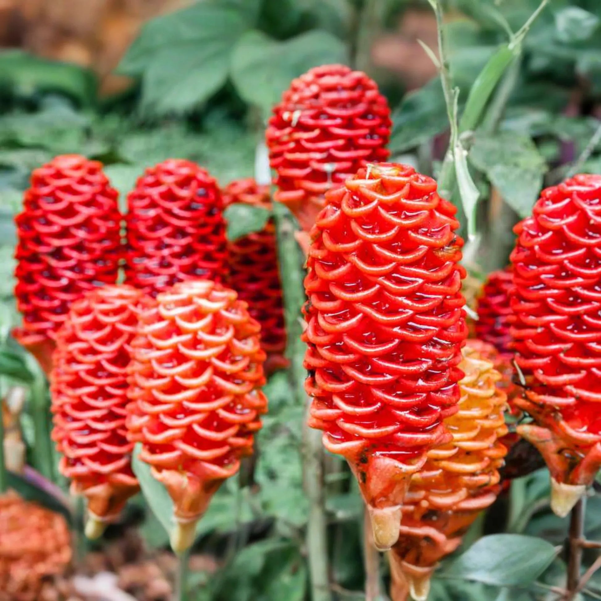Pinecone Ginger Plant (Zingiber zerumbet) Tropical Ornamental Live Starter | Vibrant Cone-Shaped Flowers & Glossy Foliage