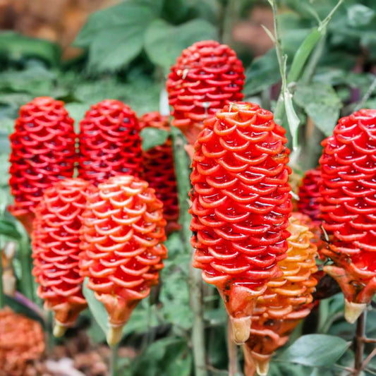 Pinecone Ginger Plant (Zingiber zerumbet) Tropical Ornamental Live Starter | Vibrant Cone-Shaped Flowers & Glossy Foliage