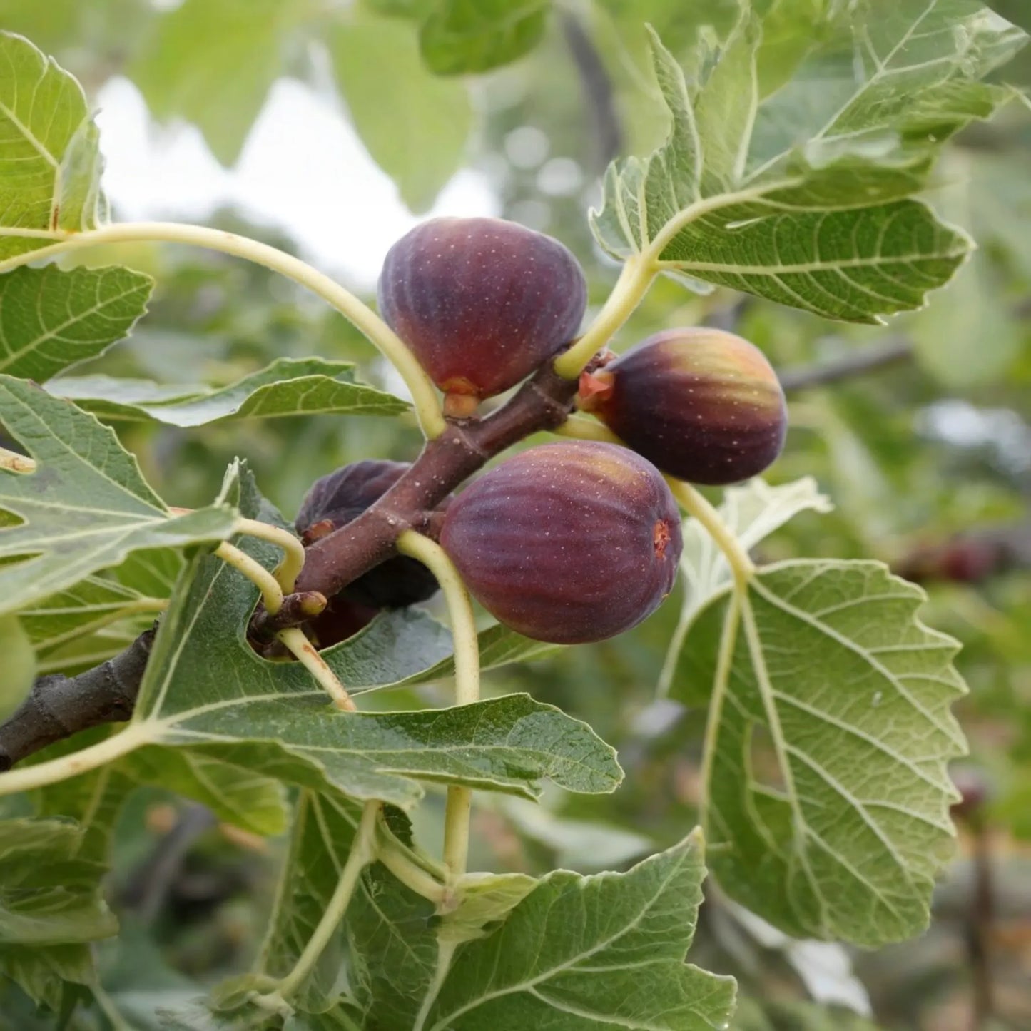 1 Ficus Fig Tree Starter Plant (Ficus carica) Live Tropical Fruit Tree | Sweet & Nutritious Figs | Perfect for Gardens and Patios