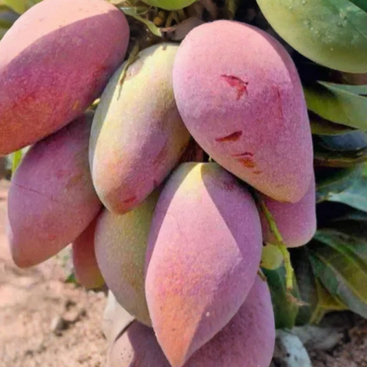 Ivory Mango Tree (Mangifera) Grafted 3'-4' | Fiberless, Sweet Tropical Fruit | Container-Friendly Live Tree