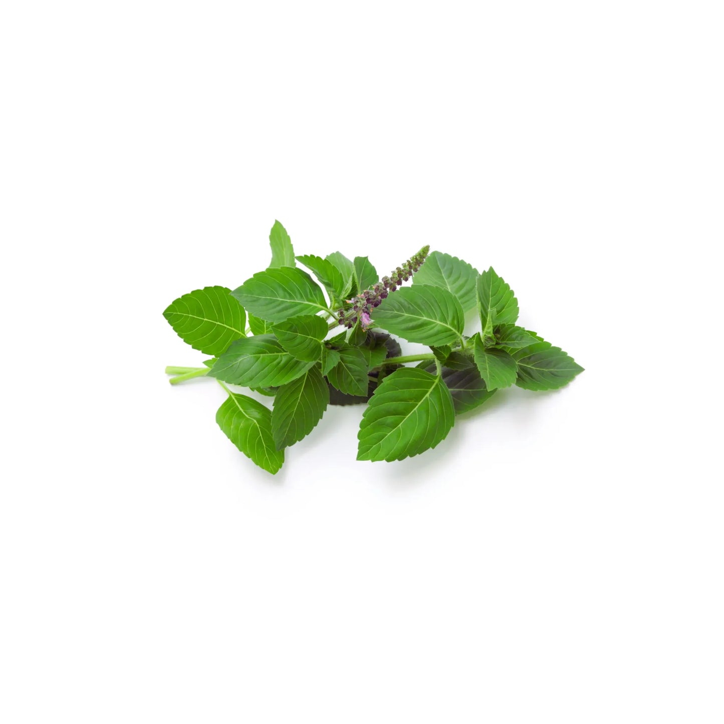 Anise Basil Seeds - 500+ Non-GMO Heirloom Vegetable & Herb Seeds for Garden (Ocimum basilicum)