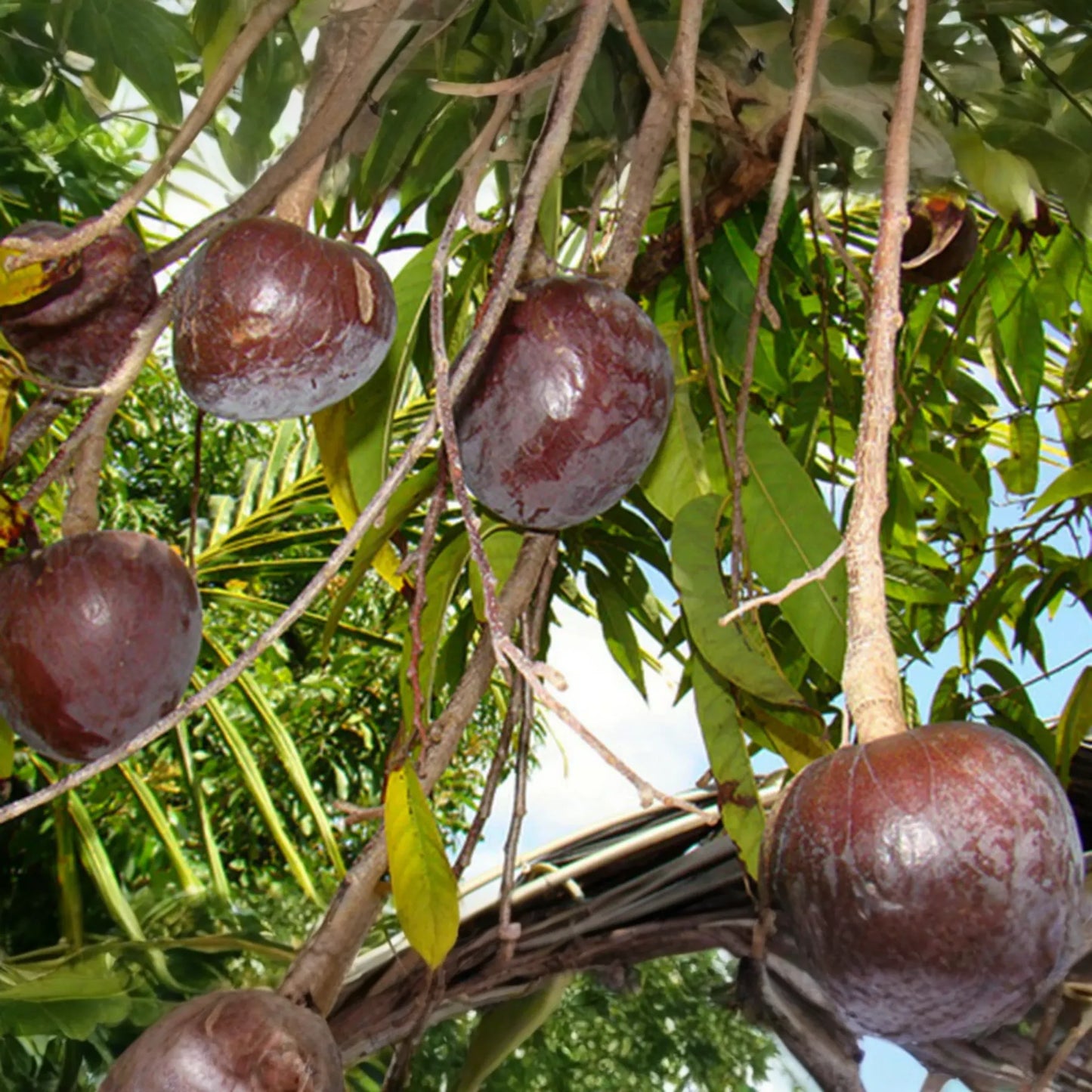 Bullock’s Heart Tree (Annona reticulata) Tropical Fruit Tree 12" Starter | Unique Heart-Shaped Fruit, Sweet & Creamy Flavor