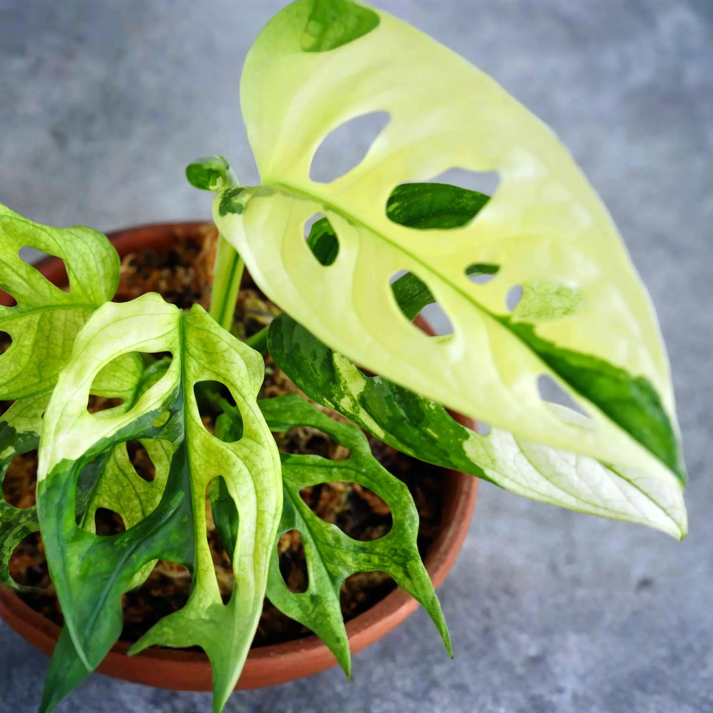 Monstera Adansonii (Swiss Cheese Plant) Live Starter Plant Easy Care, Climbing Tropical Beauty | 6" Cutting