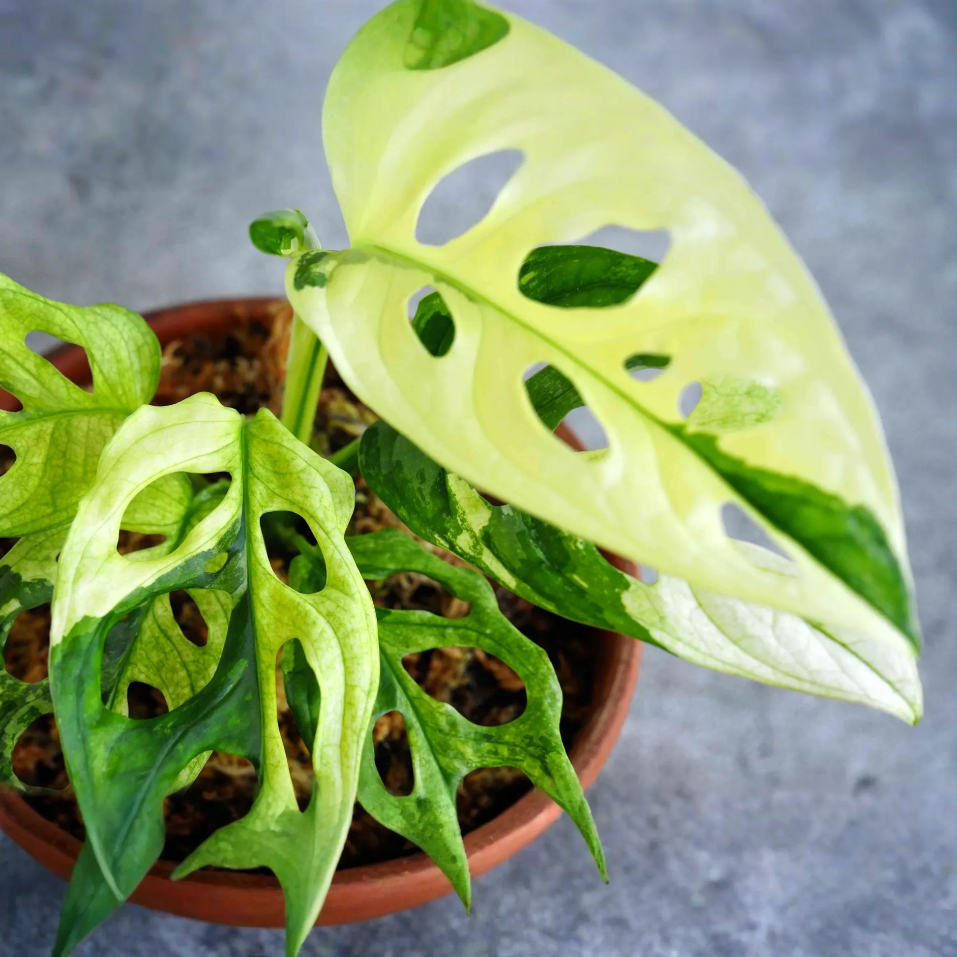 Monstera Adansonii (Swiss Cheese Plant) Live Starter Plant Easy Care, Climbing Tropical Beauty | 6" Cutting
