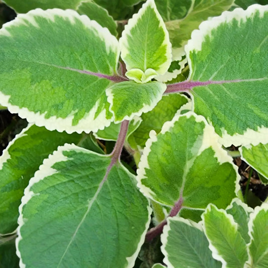 Variegated Indian Borage (Coleus amboinicus) Starter Plant | Tropical Herb 1′-2′ Tall Aromatic Foliage | Easy Care