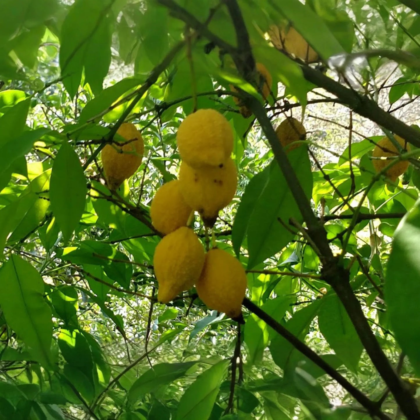 Bumpy Lemon (Garcinia madruno) Starter Plant | Tropical Fruit Tree Unique Citrus Flavor | 12’-24’ Tall