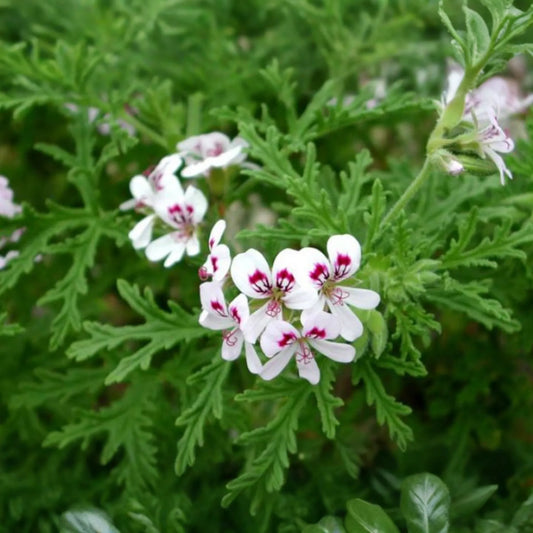 Geranium Pelargonium "˜Scented Variegated’ | 2 Live 6" Unrooted Cuttings | Fragrant, Easy-Care Flowering Plant, Unique Foliage