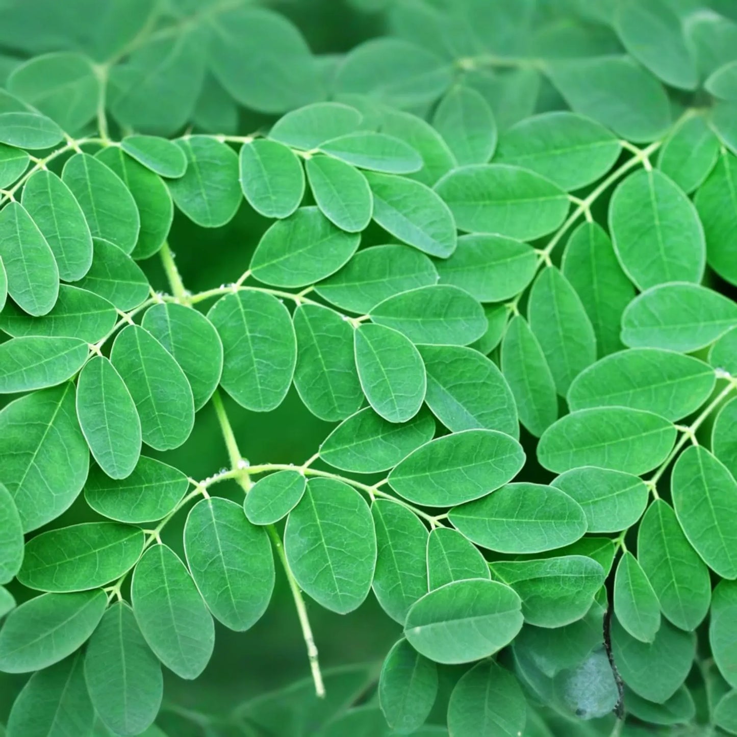 1 Moringa Rooted Live Plant 8"+ | Tree of Life