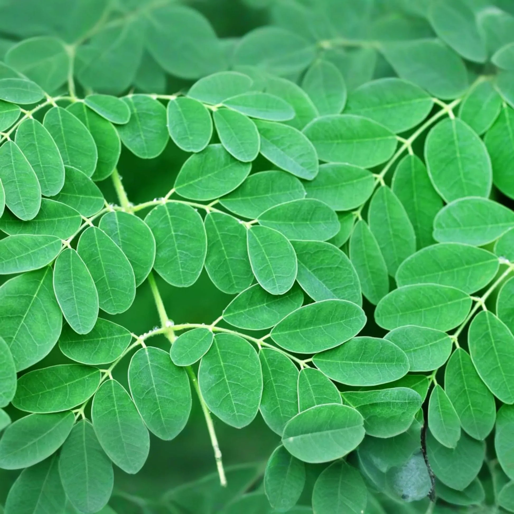1 Moringa Rooted Live Plant 8"+ | Tree of Life