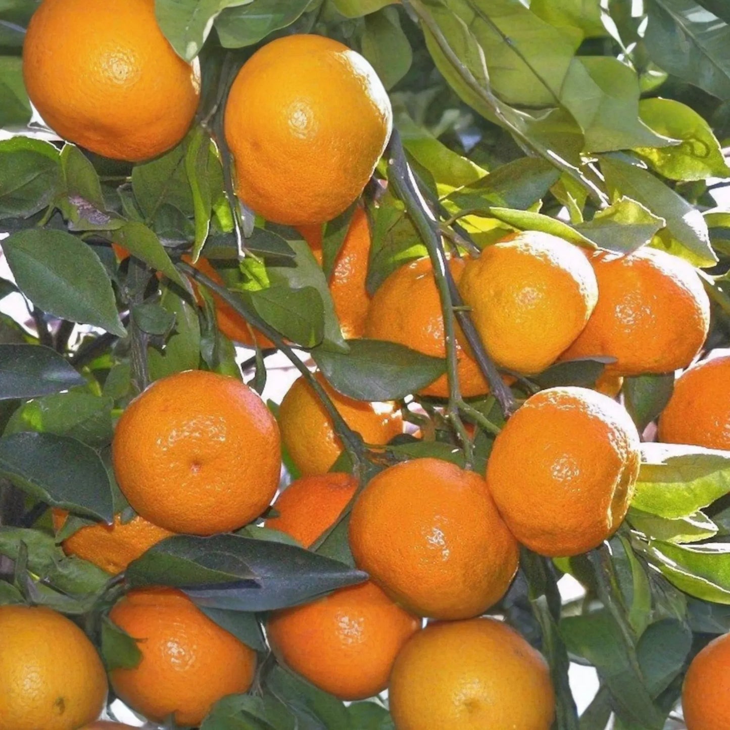 Satsuma Fruit Tree Citrus unshiu Live 4-10 Inch Seedling | Sweet Juicy Bare Root Orange Tree for Planting