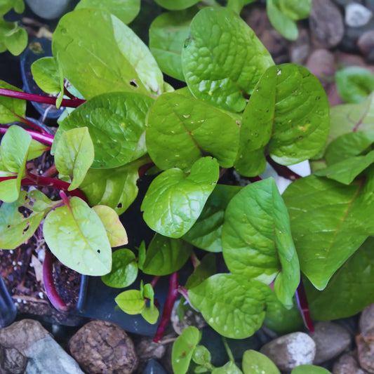 Spinach Mustard Seeds - 800+ Tendergreen Variety for Planting | Fresh Garden Seeds