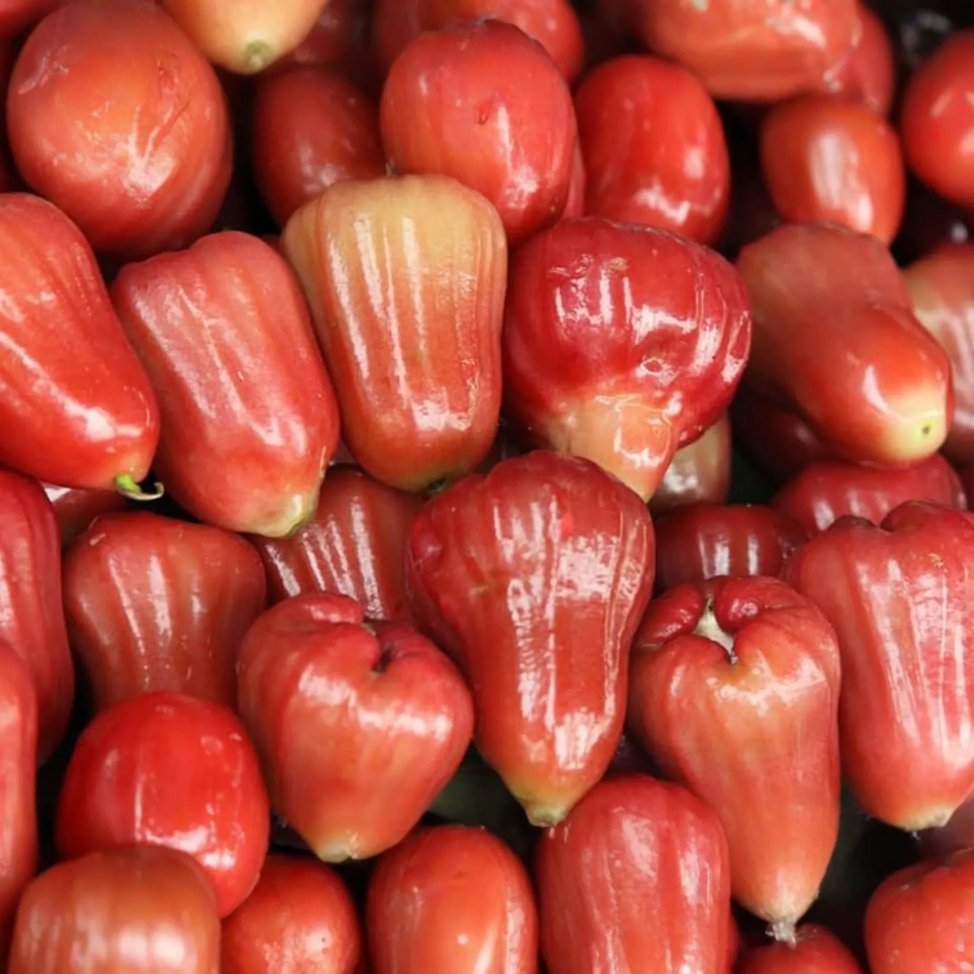 1 Starter Plant Red Wax Jambu Tree (Syzygium jambos) Live Fruit Tree 12’-24’
