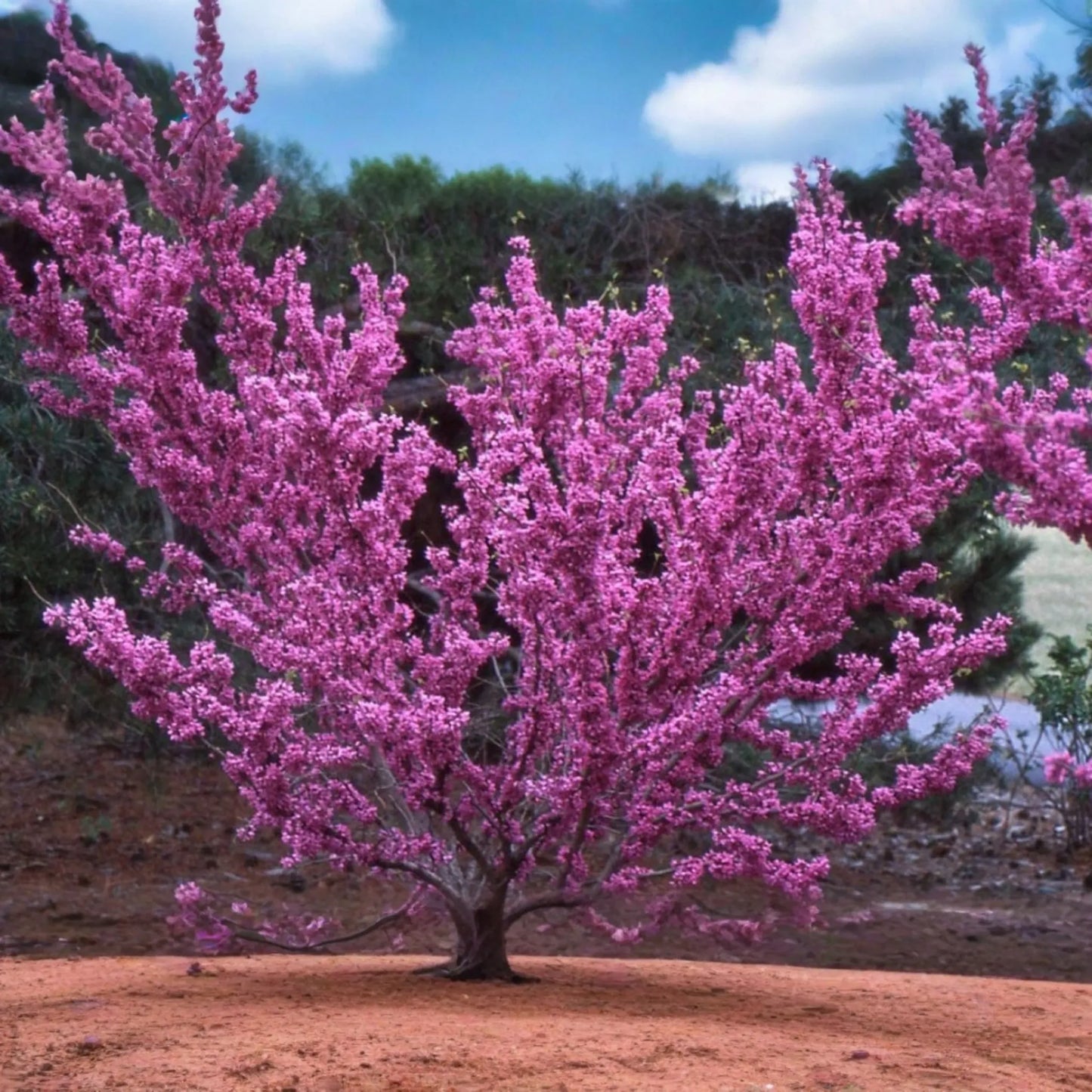 10 Seeds Cercis Chinensis, Chinese Redbud Tree, Stunning Pink Blooms, Hardy Ornamental Tree