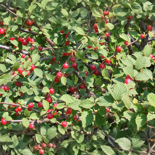 Prunus tomentosa Seeds 10pcs | Nanking Cherry | Cold-Hardy Fruit Shrub, Ornamental Blooms, Edible Berries, Non-GMO Seeds