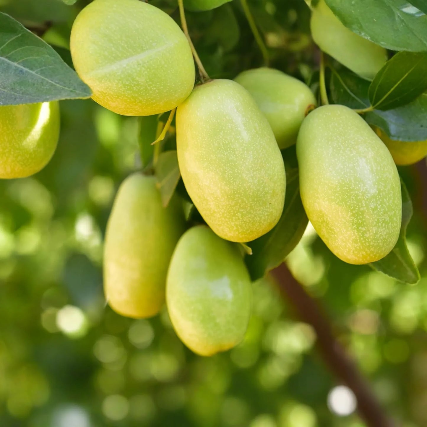 Jojoba Seeds 5pcs | Simmondsia chinensis | Drought-Tolerant Shrub, Oil-Rich Seeds, Ornamental Plant, Hardy Desert Non-GMO Seeds