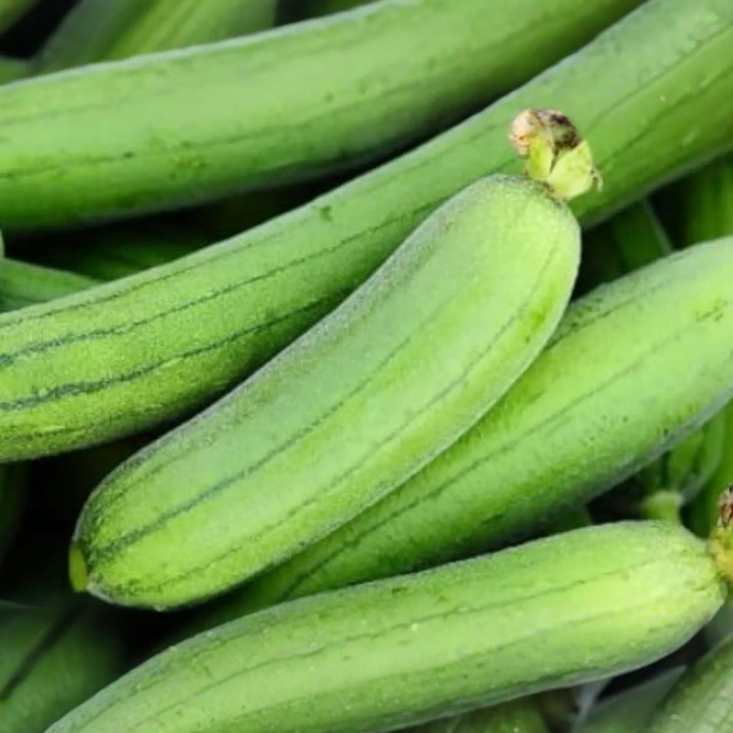 20pcs Ridged Sponge Gourd Seeds - Easy-Grow Heirloom Vegetable for Trellis or Garden - Delicious Edible Luffa Gourd Variety