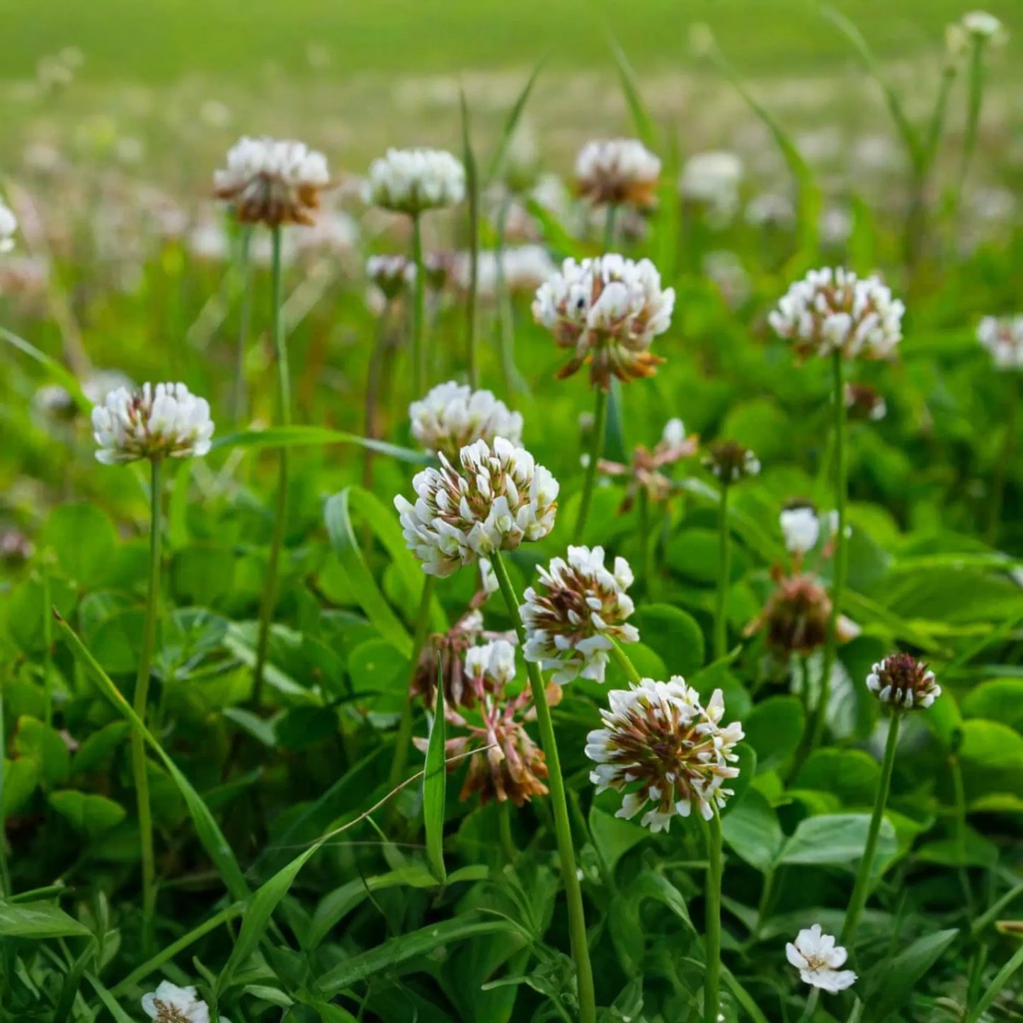 Dutch White Clover Seeds | NON-GMO Cover Crop | Heirloom Garden Seeds | Trifolium repens
