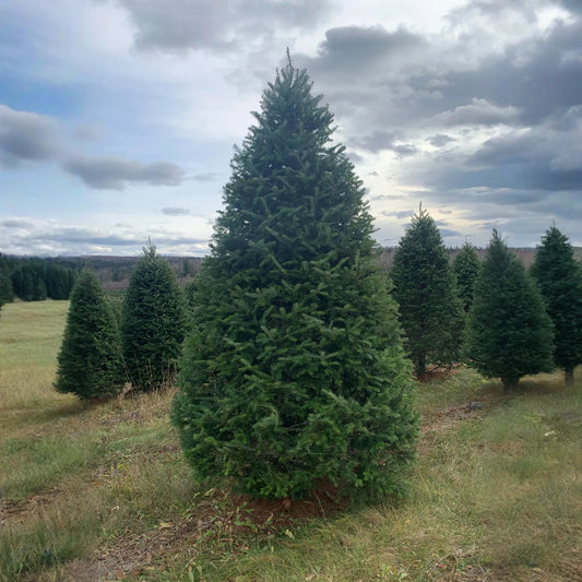 Real Christmas Trees Delivered 8 Foot Premium Balsam Fir Christmas Tree