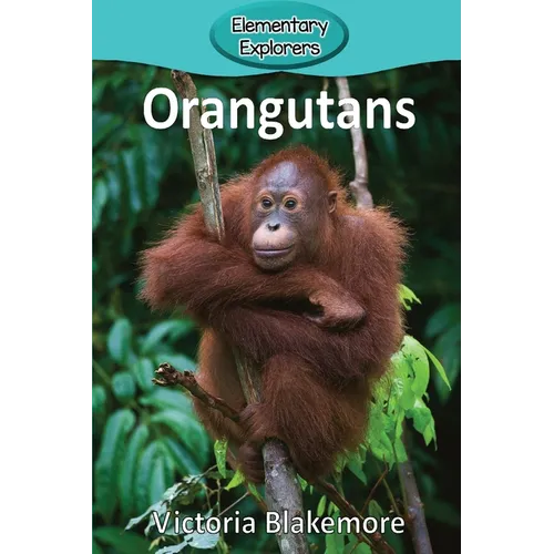 Orangutans
