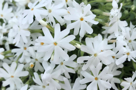 Snowflake Creeping Phlox Seeds - 100+ White Ground Cover Seeds - USA Grown -  - Drought Tolerant - Butterfly Garden - Perennial
