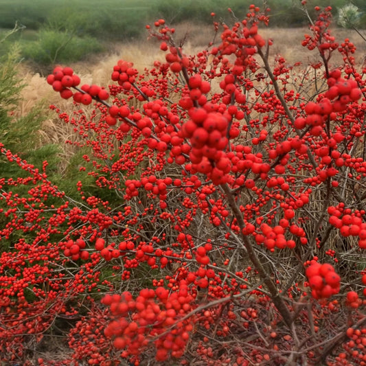 250mg Ilex Verticillata, Winterberry Holly, Deciduous Shrub Seeds, Hardy Berry Plant