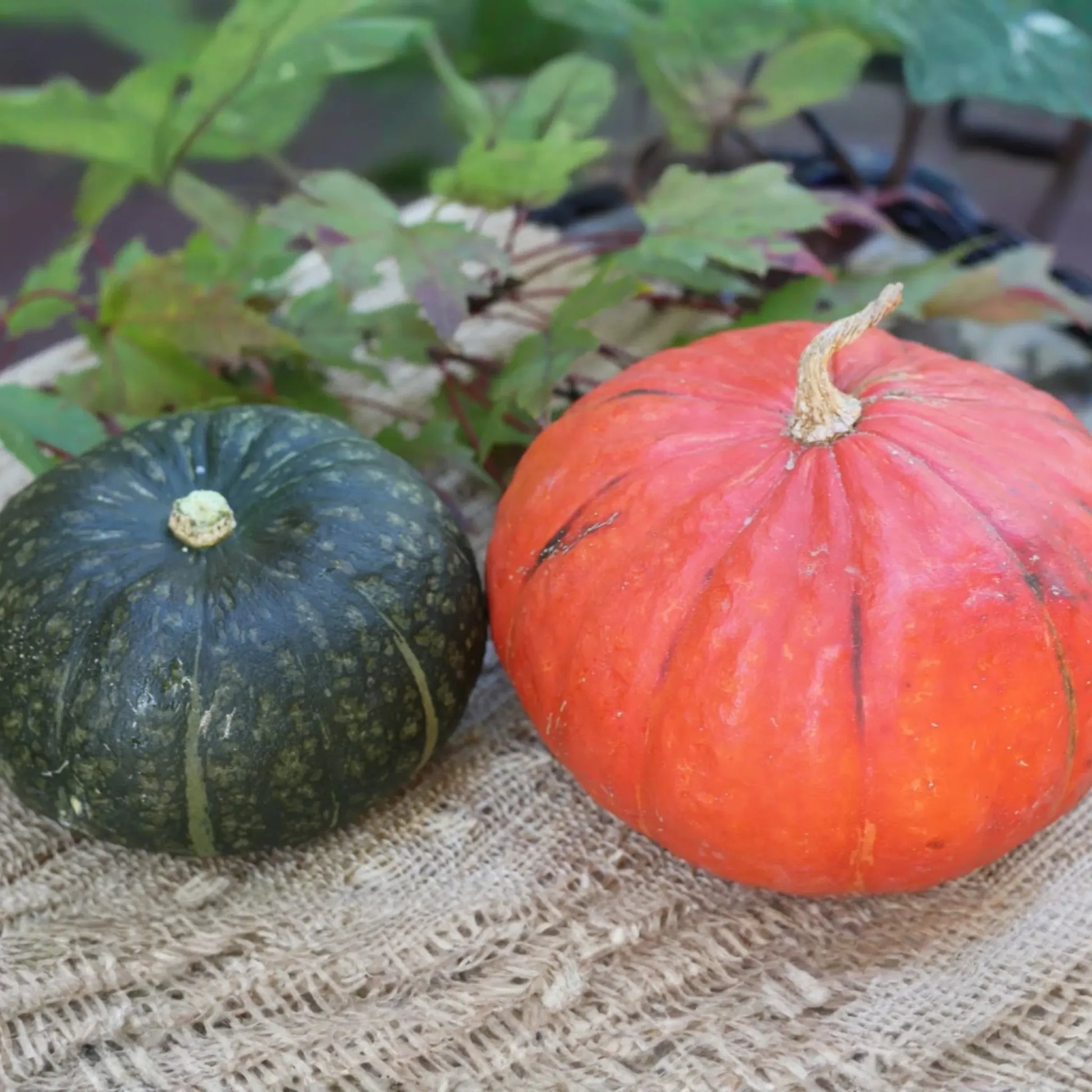 15pcs Kabocha Squash Seeds - Heirloom Japanese Pumpkin Variety - Sweet, Nutty Flavor - Easy to Grow for Home Gardens