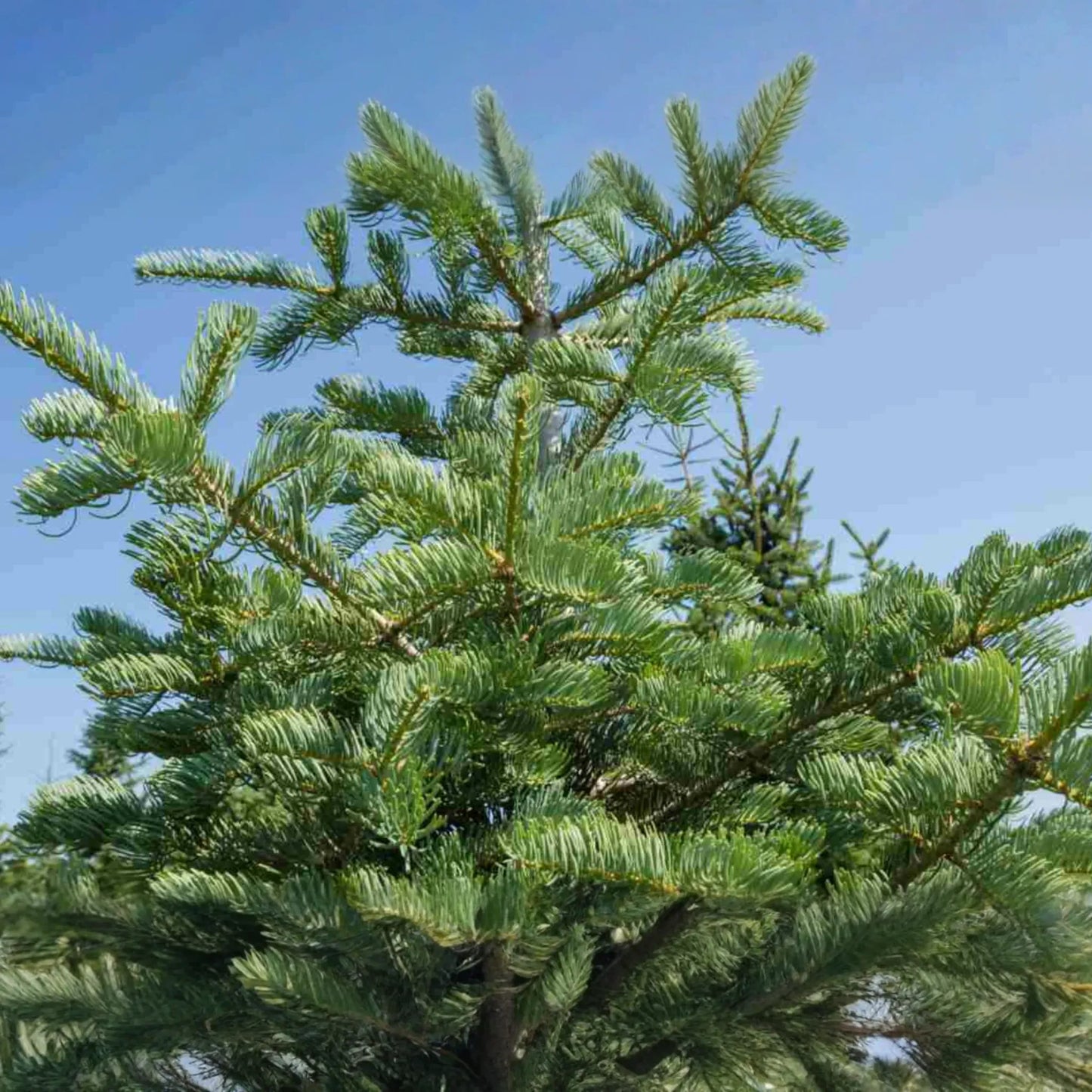 Balsam Fir Seeds 250mg | Abies balsamea | Lake State Balsam Fir, Evergreen Conifer, Fragrant Needle Tree, Hardy, Wildlife-Friendly
