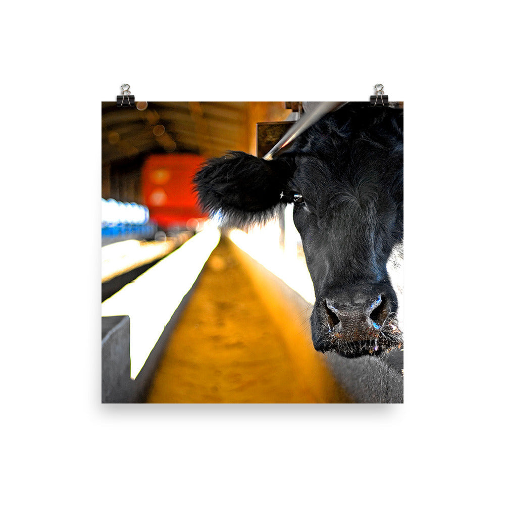 Cow Photography Wall Art Farm Print Home Decor Animals Fine Art