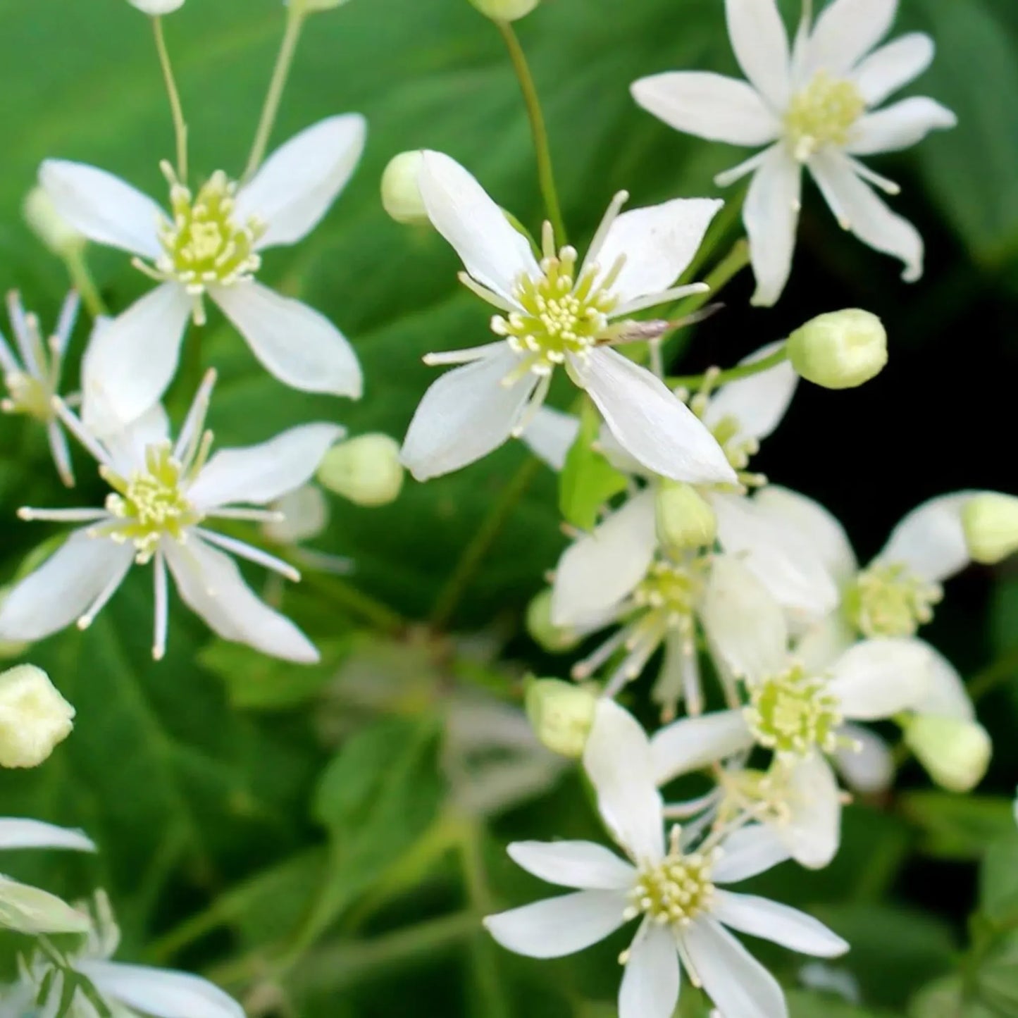 100mg Clematis virginiana Virgin's Bower Seeds - Fragrant Climbing Flowering Vine
