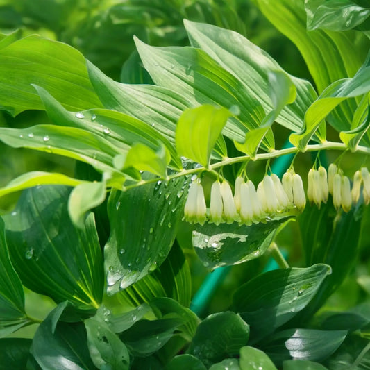 3 True Solomon's Seal Plants, Polygonatum biflorum, Bare Root Perennials, Native Shade-Loving Wildflowers