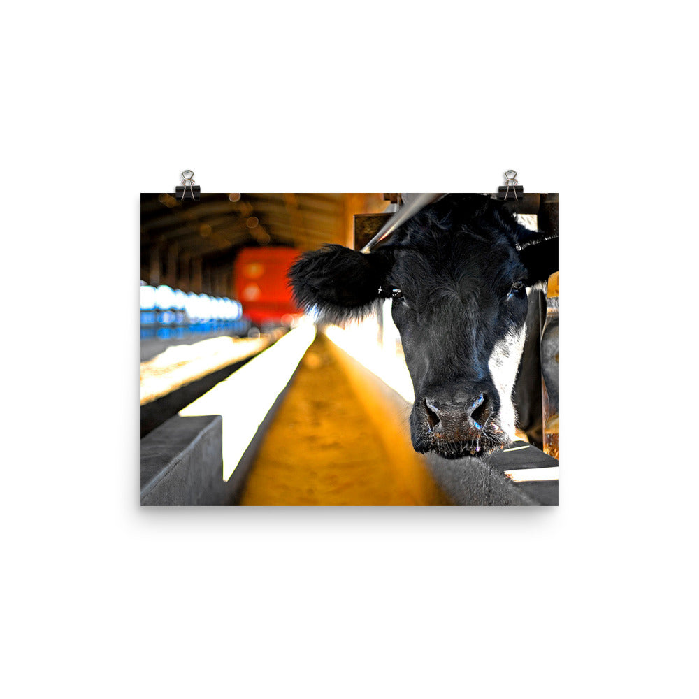Cow Photography Wall Art Farm Print Home Decor Animals Fine Art