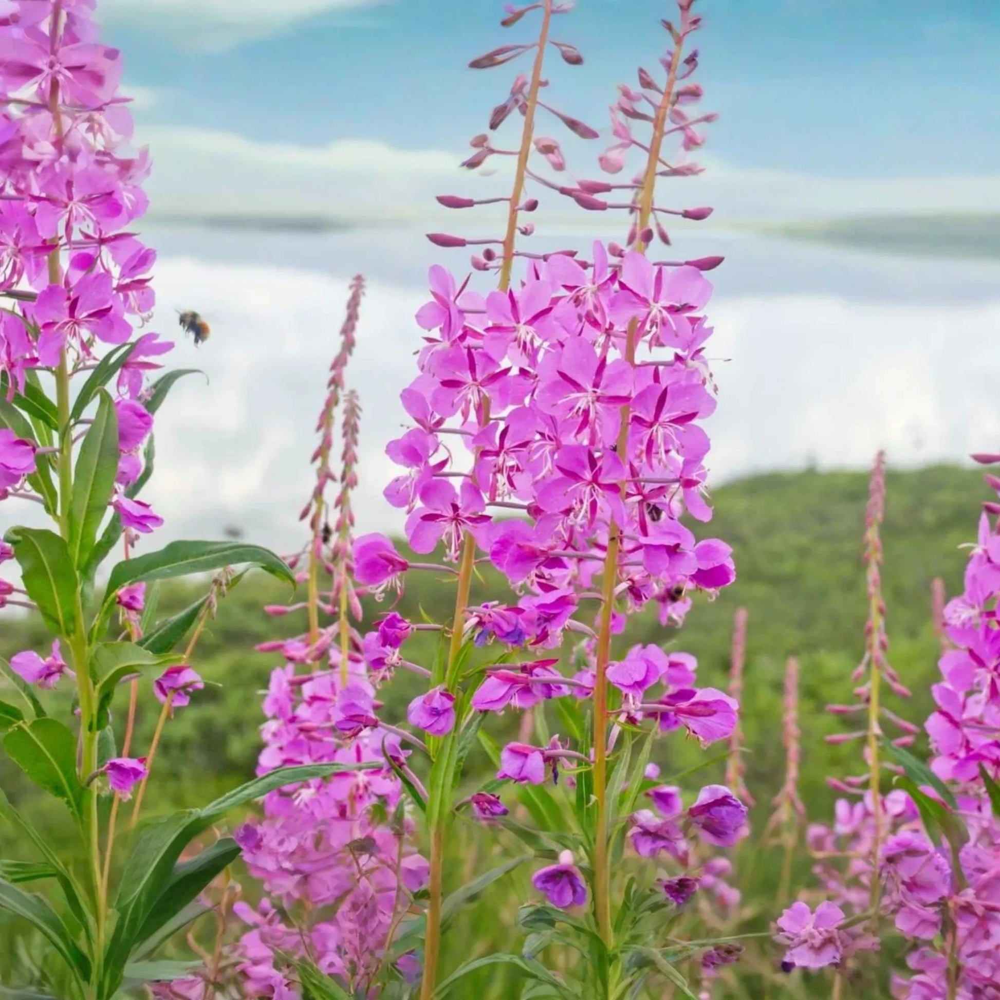 30mg Fireweed Seeds | Chamaenerion angustifolium | Vibrant Wildflower for Gardens & Meadows