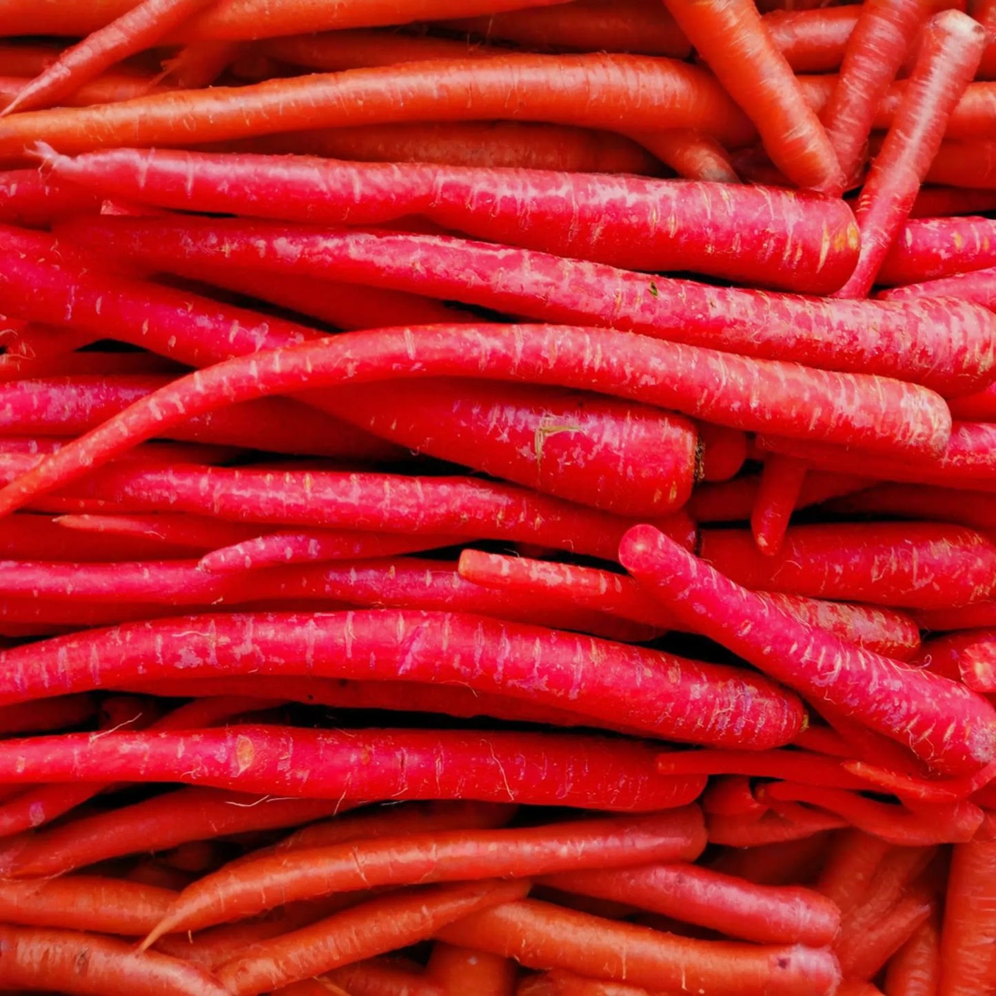 1000pcs Red Carrot Seeds - Sweet Heirloom Root Veggie for Planting - Vibrant Juicy Variety for Home Gardens