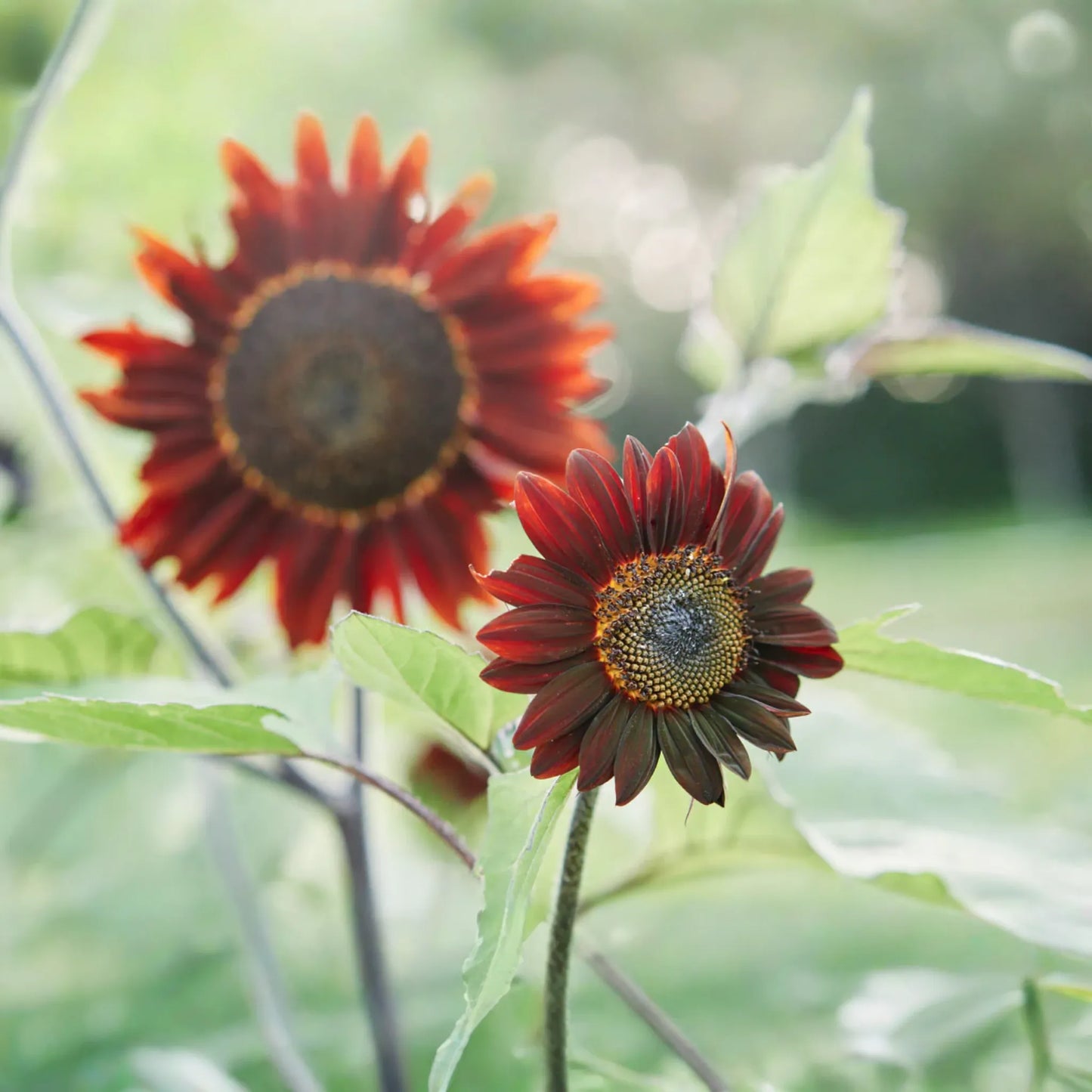 Chocolate Cherry Sunflower Seeds - 30+ Non-GMO Heirloom Garden Seeds - Helianthus annuus
