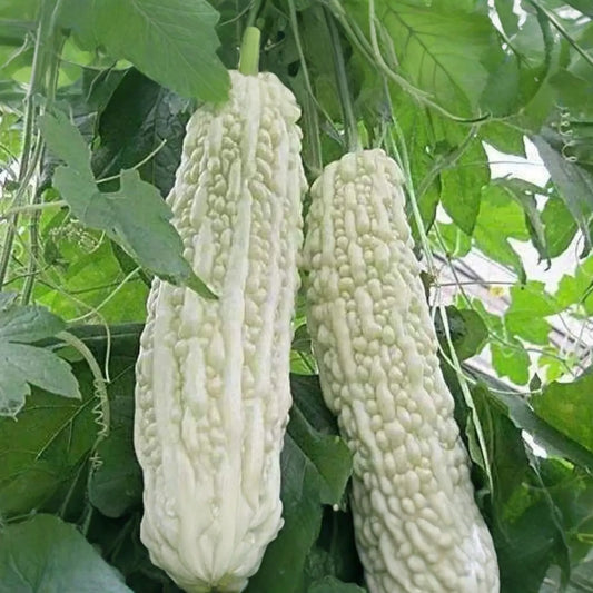 15pcs White Pearl Bitter Gourd Seeds - Rare White Bitter Melon for Garden - Non-GMO Vegetable Seeds for Planting