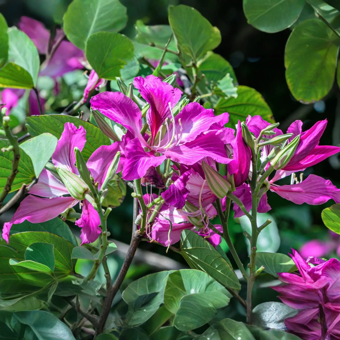 10 Bauhinia Purpurea Seeds | Purple Orchid Tree | Exotic Flowering Plant for Gardens