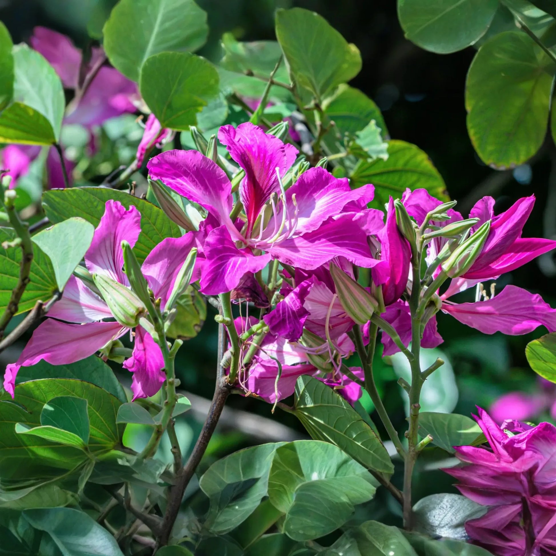 10 Bauhinia Purpurea Seeds | Purple Orchid Tree | Exotic Flowering Plant for Gardens