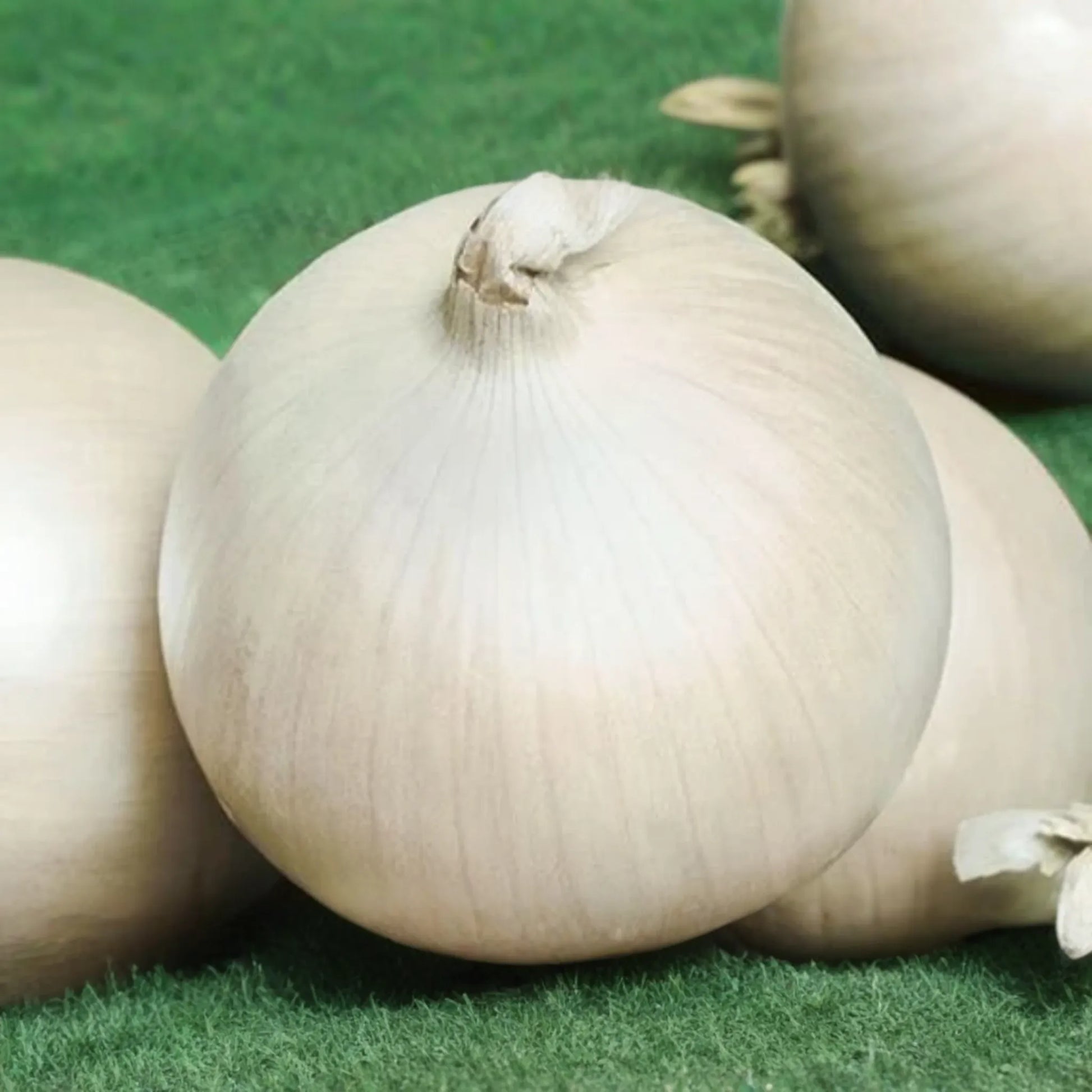 Onion Ringmaster Seeds 250mg | Allium cepa | Non-GMO, Crisp White Bulbs, Perfect for Rings, Salads & Cooking, Easy to Grow