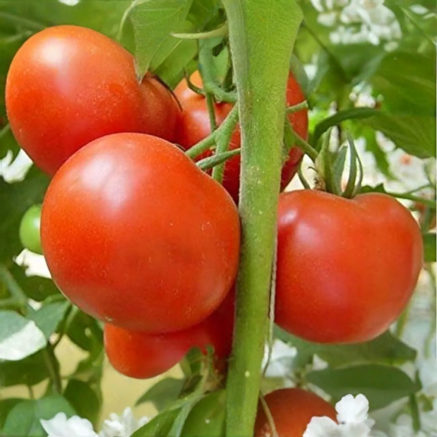 Tomato Legend Seeds 100mg | Solanum lycopersicum | Non-GMO, Early Harvest, Disease-Resistant, Sweet & Juicy, Ideal for Gardens