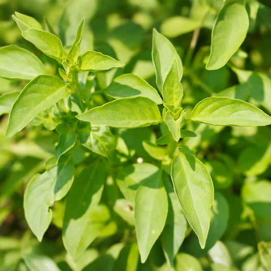 1000 Seeds Lime Basil (Ocimum basilicum) - Citrus-Scented Herb for Culinary & Garden Use