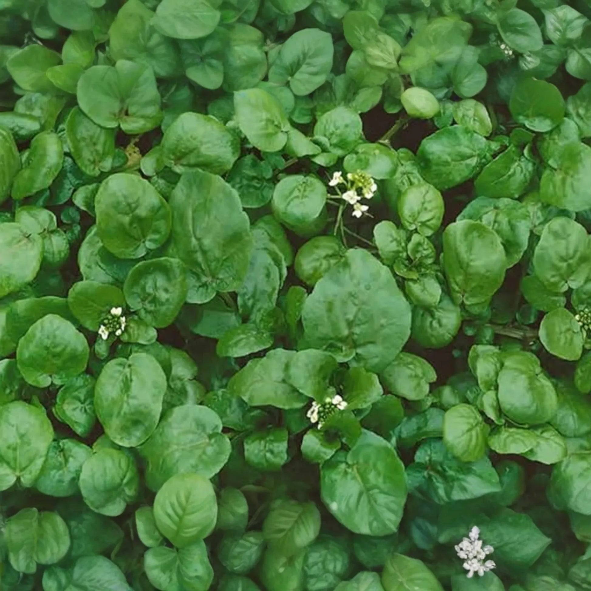 1000 Seeds Watercress Cress (Nasturtium officinale) - Nutrient-Packed Aquatic Green for Salads and Garnishes